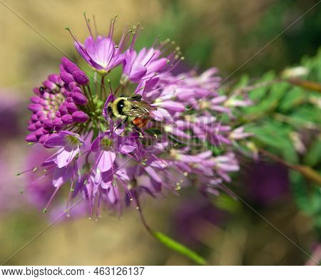 Rocky Mountain Bee Plant With Tri Colored Bee