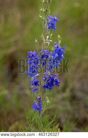 Bright Blue Purple Bluemist Penstemon Flowers In A Field