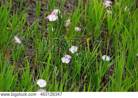 Bindweed Or Morning Glory Ground Cover In Bloom