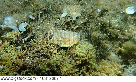 Seashell Of Saddle Oyster Or European Jingle Shell, European Saddle Oyster (anomia Ephippium) Unders