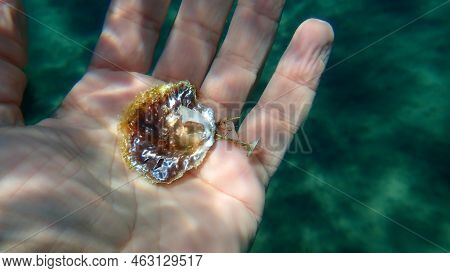 Seashell Of Saddle Oyster Or European Jingle Shell, European Saddle Oyster (anomia Ephippium) On The