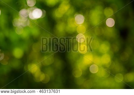 Green Bokhe Background Of Sun Light Passing Through Branches Of Tree In The Forest In The Evening Af