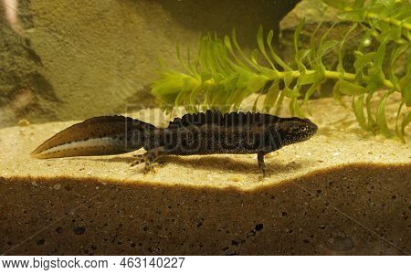 Detailed Closeup On An Impressive Male Danube Crested Newt, Triturus Dobrogicus