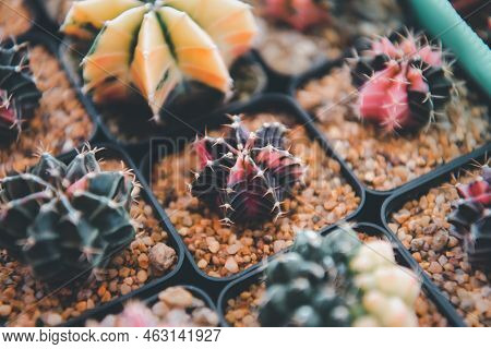 Cactus And Cactus Flowers Popular For Decorative