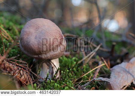 Cortinarius Mushroom Growing In Forest, Closeup. Space For Text