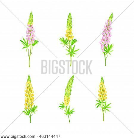 Lupin Or Lupine Flowering Plant With Palmately Green Leaves And Dense Flower Whorl Vector Set