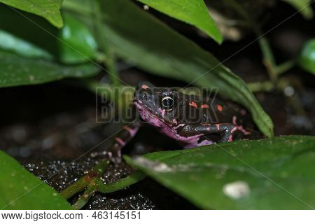 Closeup On The Colorful And Endangered Purple Fluorescent Frog, Atelopus Barbotoni Hiding In The Veg