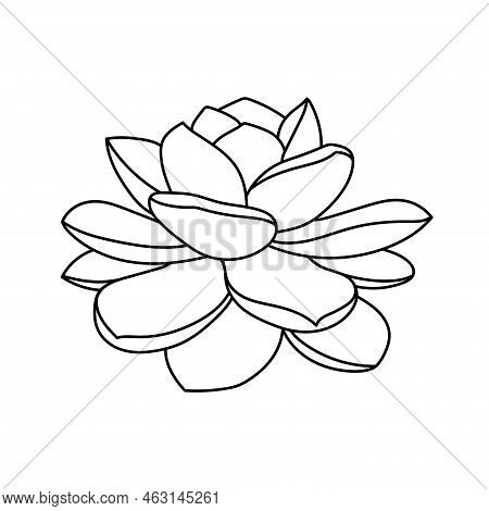 Succulent Echeveria Laui In Doodle Style, Vector Illustration. Desert Flower Hand Drawn For Print An