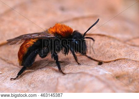 Detailed Closeup On A Wed, Bright Colorful Red Tawny Mining Bee, Andrena Fulva On A Dried Leaf