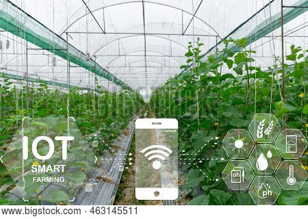Internet Of Things, Iot With Farming Smart Concept. Agriculture And Modern Technology Are Used To Ma