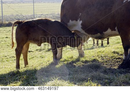 Animal Husbandry, Cows Grazing On A Green Meadow