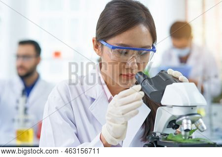 Woman Scientist Research Looking Microscope Marijuana Chemical Extract In Farm Agro Lab. Doctor Or P