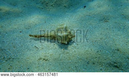 Sea Snail Purple Dye Murex Or Spiny Dye-murex (bolinus Brandaris, Originally Called Murex Brandaris 