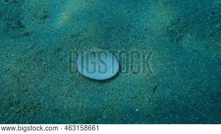 Seashell Of Bivalve Mollusc Smooth Clam Or Smooth Callista, Brown Venus (callista Chione) Undersea, 