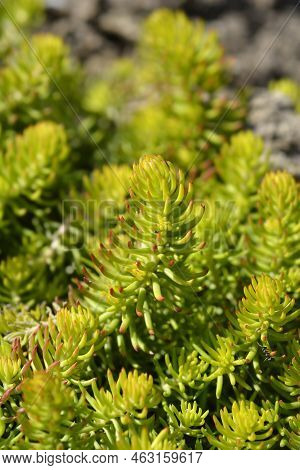 Rock Stonecrop Angelina Leaves In The Garden