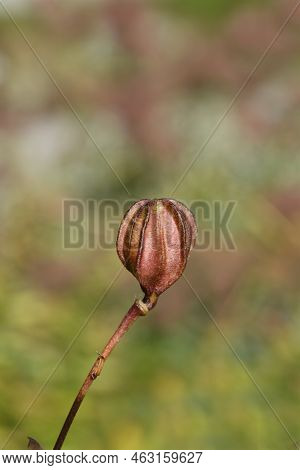 Henrys Lily Seed Pod In The Autumn