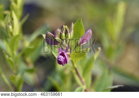 Myrtle-leaf Milkwort Pink Flowers In The Spring