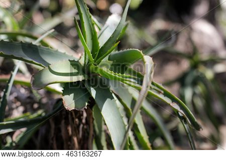 Shallow Depth Of Field (selective Focus) Details With Various Mediterranean Plants In A Botanical Ga