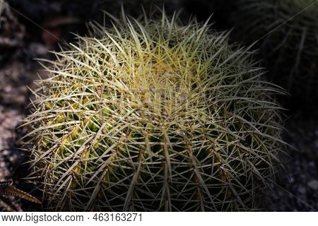 Shallow Depth Of Field (selective Focus) Details With Various Mediterranean Plants In A Botanical Ga