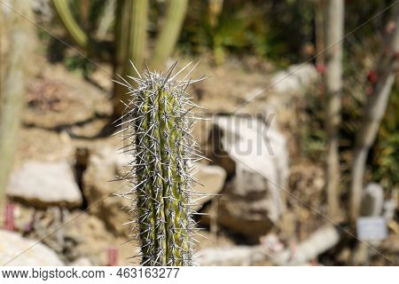 Shallow Depth Of Field (selective Focus) Details With Various Mediterranean Plants In A Botanical Ga