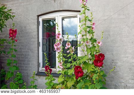 Beautiful Colourful Hollyhocks Alcea Rose Flower Bloom At The Window Of The Village House.