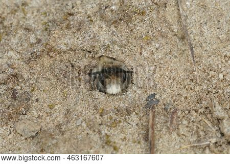 Detailed Closeup On A Male Early Cellophane Bee, Colletes Cunicularius Peaking Out Of It's Undergrou