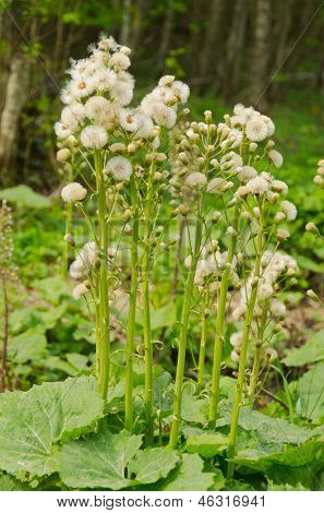 Butterbur 시드