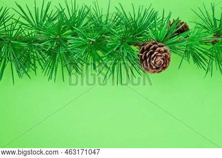 Cedrus Deodara Branch Isolated On  Background
