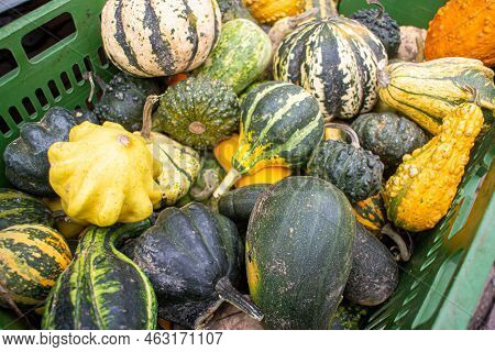 Different Types Of Ornamental Pumpkins On A Regional Seasonal Market In Autumn With Local Products I