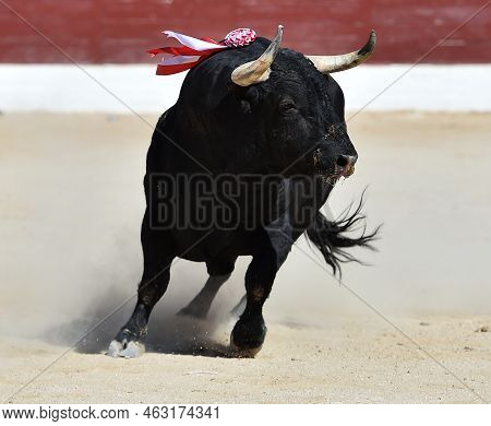 Fighting Bull With Big Horns In A Traditional Spectacle Of Bullfight