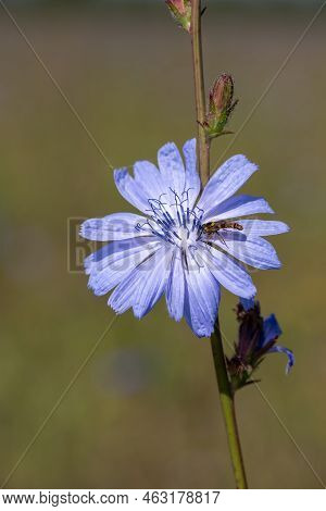 Close Up Of A Chicory (cichorium Intybus) Flower In Bloom