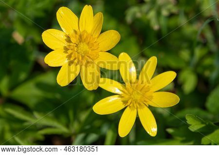 Lesser Celandine (ficaria Verna) Flower