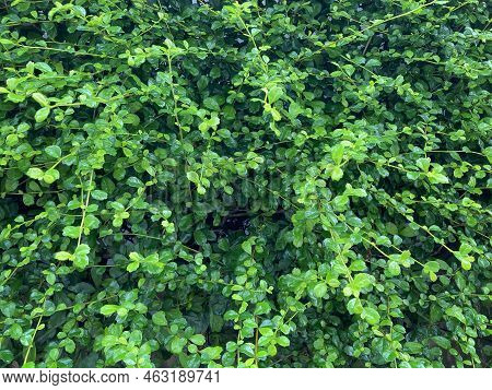 Fukien Tea Or Philippine Tea. Small Green Leaves Natural Background.