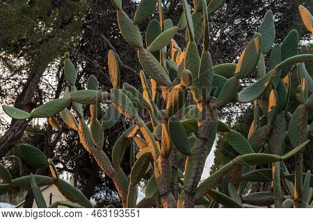 A Prickly Pear Cactus In The Last Rays Of The Setting Sun