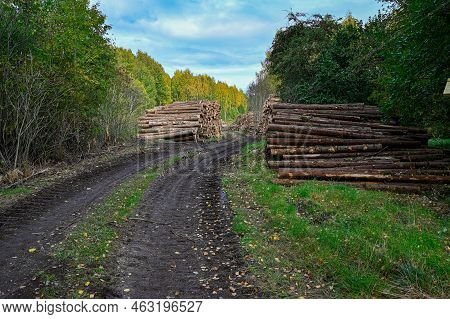 Timber Stacked Beside Muddy Forest Road In September