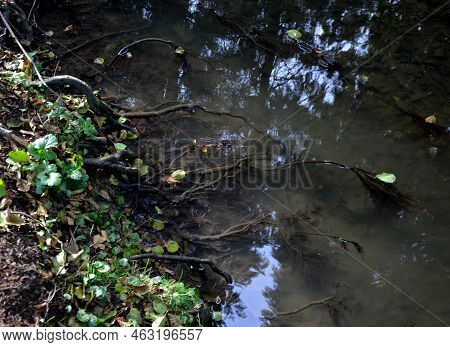 The Trees Have Densely Branched Roots That Reach To The Stream Where They Draw Water And Nutrients. 