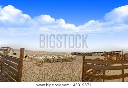 Ovcí na farmě s dřevěnou oplotit panoramatický pohled