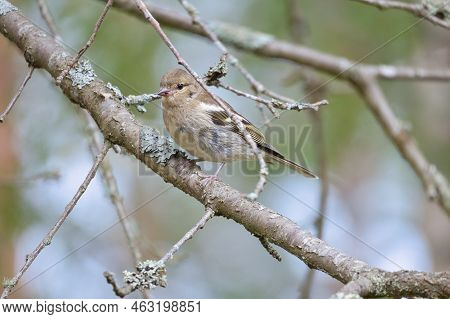 Chaffinch Young On A Branch In The Forest. Brown, Gray, Green Plumage. Small Songbird In Nature. Ani