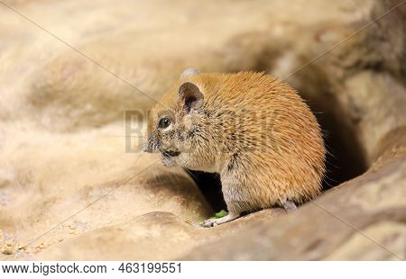 Acomys Russatus, A Golden Spiny Mouse, From The Middle East Eating