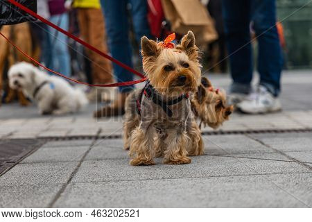 Wroclaw, Poland - September 2022: Dog Parade At City Center With Hundreds Of Barking And Smiling Dog