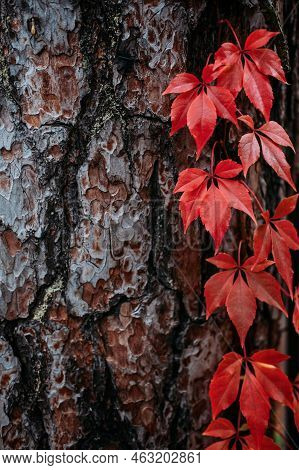 Autumn Background Tree Bark With Red Virginia Creeper Leaves. Parthenocissus Quinquefolia, Virginia 
