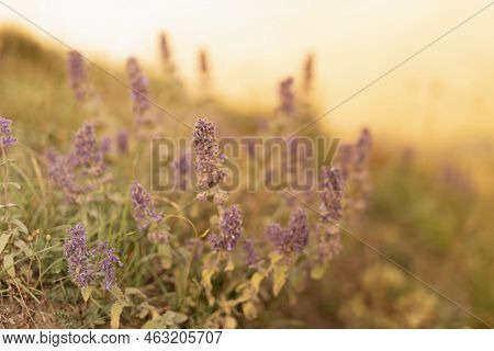 Autumn Alpen Meadow With Purple Flowers In Silhouette In Golden Sunlights On Sunset Closeup With Blu