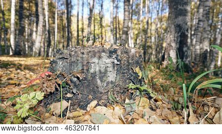 An Old Stump In The Birch Autumn Forest.