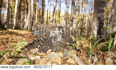 An Old Stump In The Birch Autumn Forest.