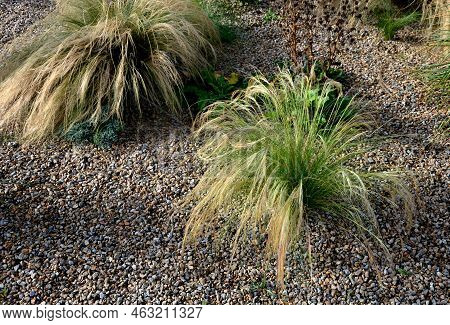 The Dry Leaves Of The Grass Curl In The Wind And Look Like Hair. Lawn And Several Trees. Flowerbed W
