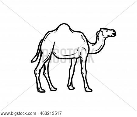 Camel Vector Or Illustration Animals Logo Drawing 3d Graphics Pets Wildlife Colorful Single Camel Si