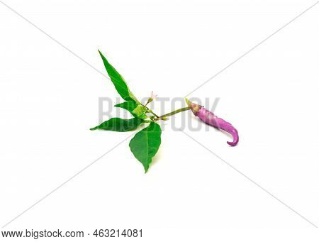 One Fresh Purple Buena Mulata Pepper With Fresh Leaves And Flower Isolated On White Background
