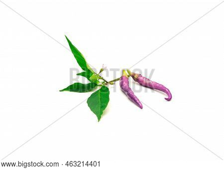Two Fresh Purple Buena Mulata Peppers With Fresh Leaves And Flower Isolated On White Background
