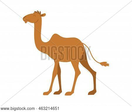 Camel Vector Or Illustration Animals Logo Drawing 3d Graphics Pets Wildlife Colorful Single Camel Si