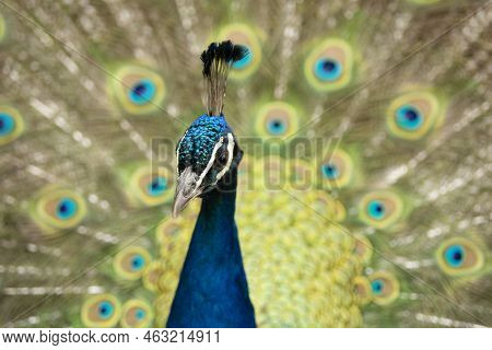 Peacock With Its Tail Opened With Colourful Feathers. High Quality Photo